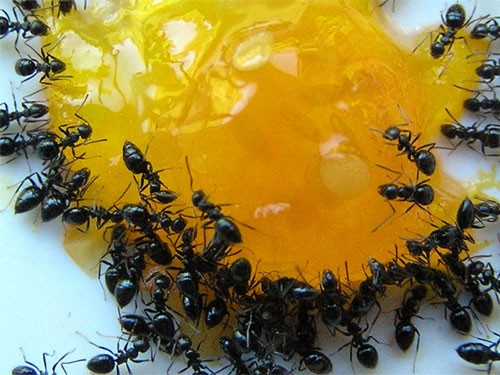 Ameisen In Der Küche
 Stilvolle Bescheiden Loswerden Von Ameisen In Der Küche