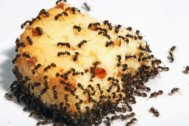 Ameisen In Der Küche
 Was Hilft Gegen Ameisen In Der Küche Raffiniert