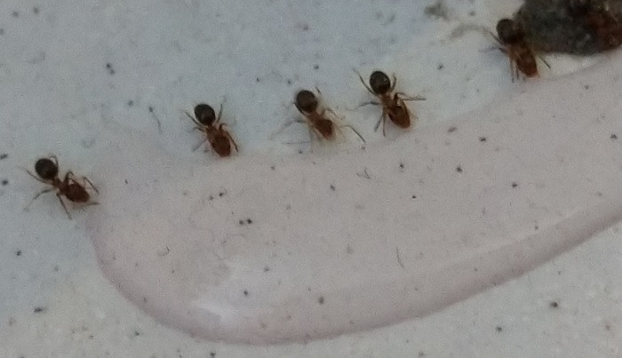 Ameisen In Der Küche
 Ameisen im Haus Ameisen bekämpfen Der beste Ameisenköder