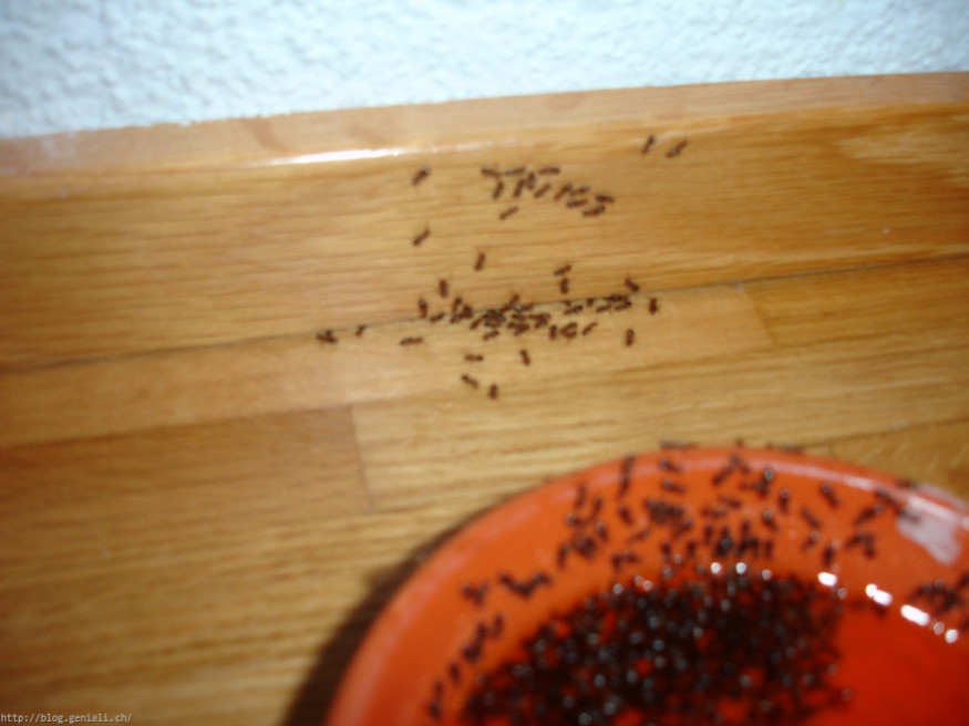 Ameisen In Der Küche
 Schöne Ameisen In Der Küche Hilfe Die Ameisen Kriechen Aus