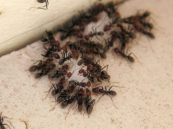 Ameisen In Der Küche
 Wie loswerden Ameisen in der Küche un tige