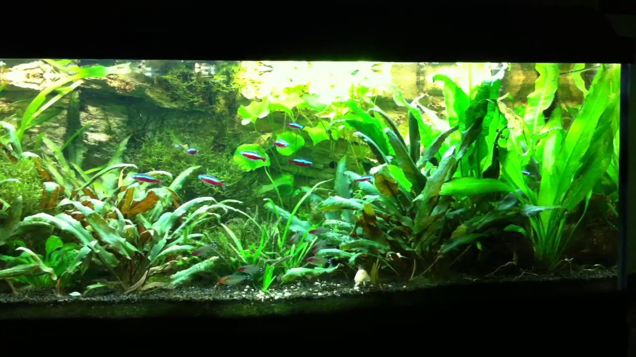 Aquarium Beleuchtung
 Aquarium LED Beleuchtung