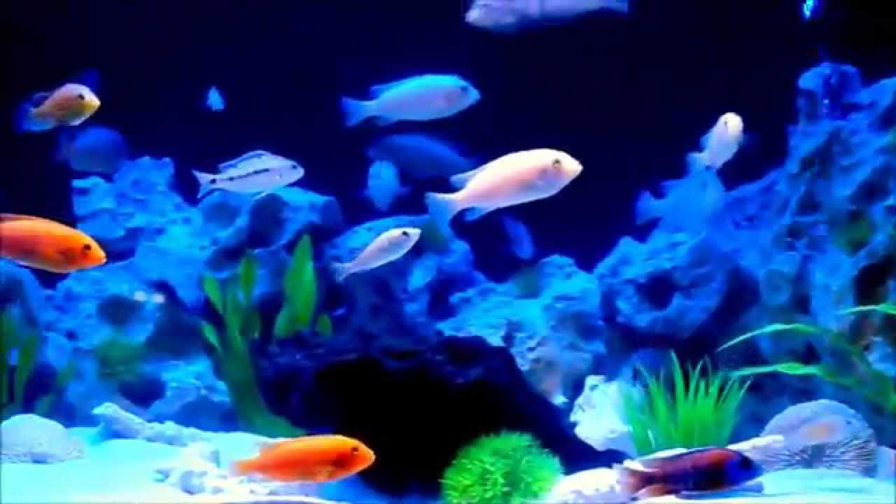 Aquarium Beleuchtung
 Malawi Aquarium 500l mit Led Beleuchtung