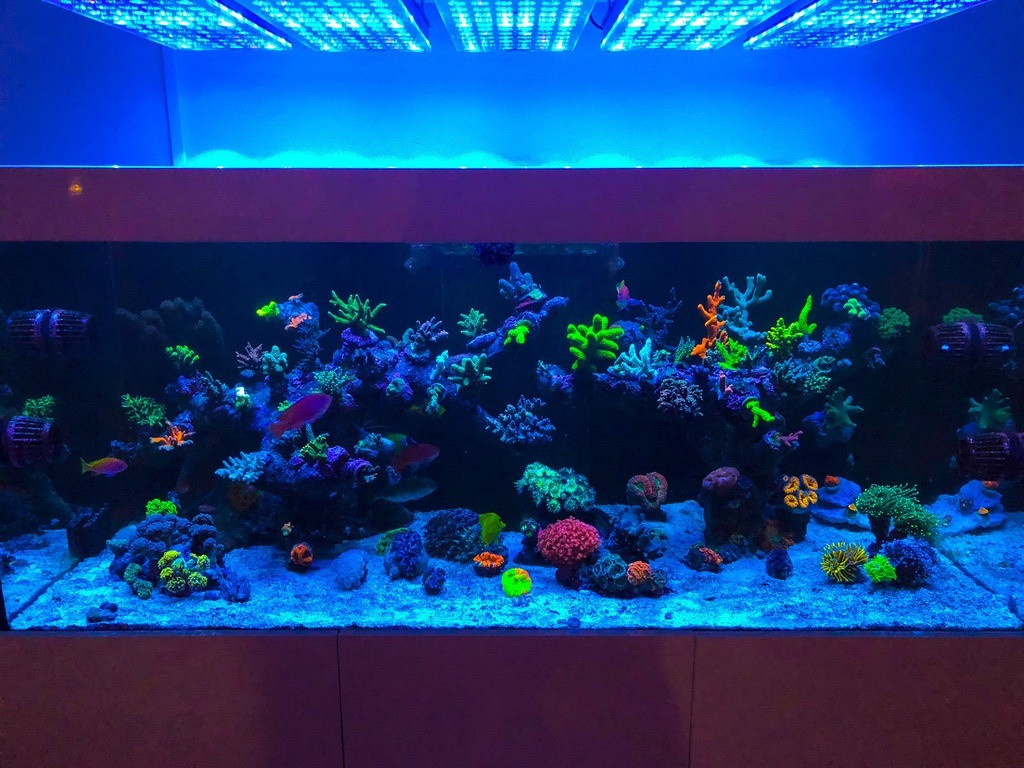 Aquarium Led Beleuchtung
 Aquarium LED Beleuchtung • Orphek Aquarium LED Beleuchtung