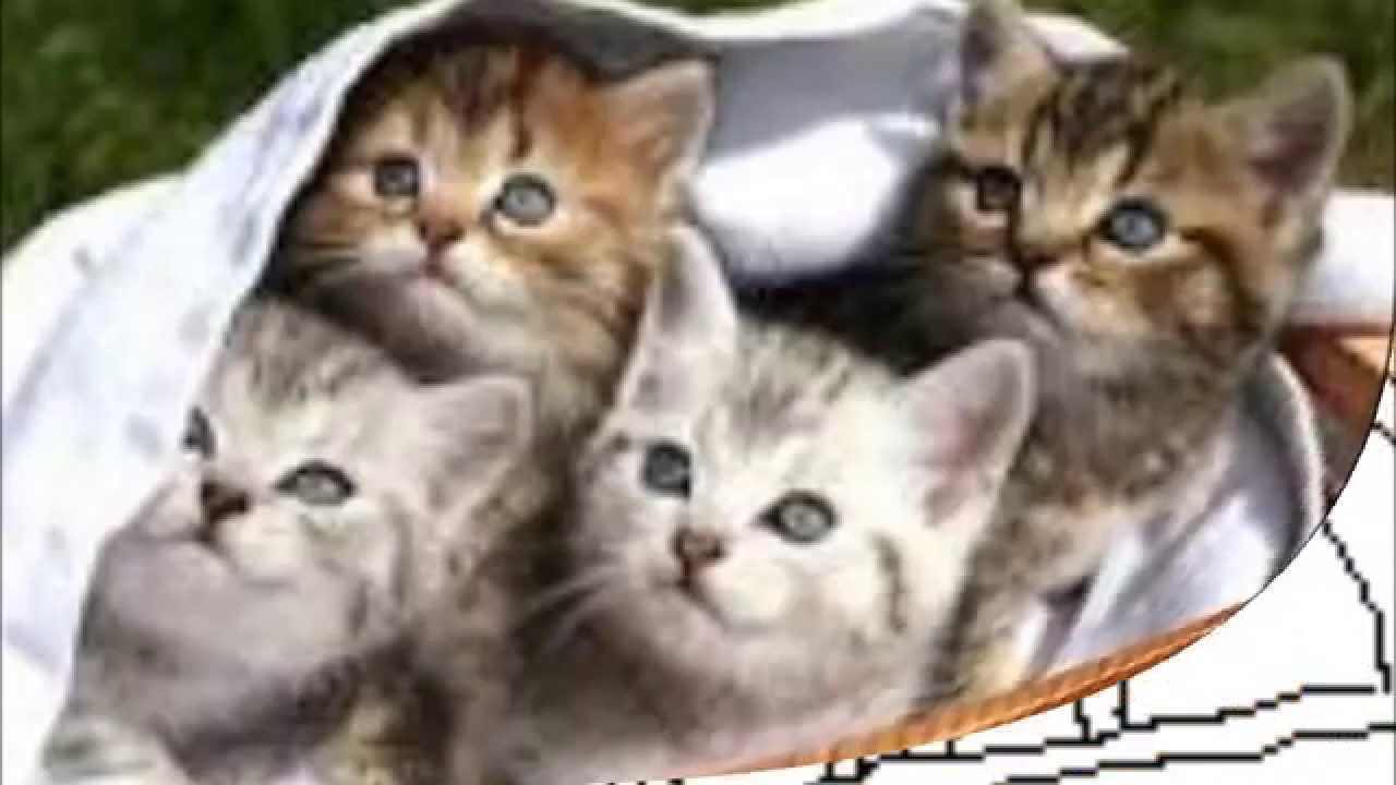 Ausmalbilder Baby Katzen
 Katzen Ausmalbilder