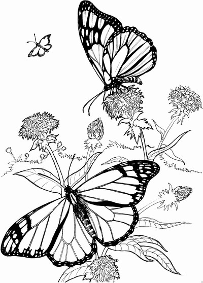 Ausmalbilder Blumen Und Schmetterlinge
 3 Schmetterlinge Auf Blumen Ausmalbild & Malvorlage Frühling