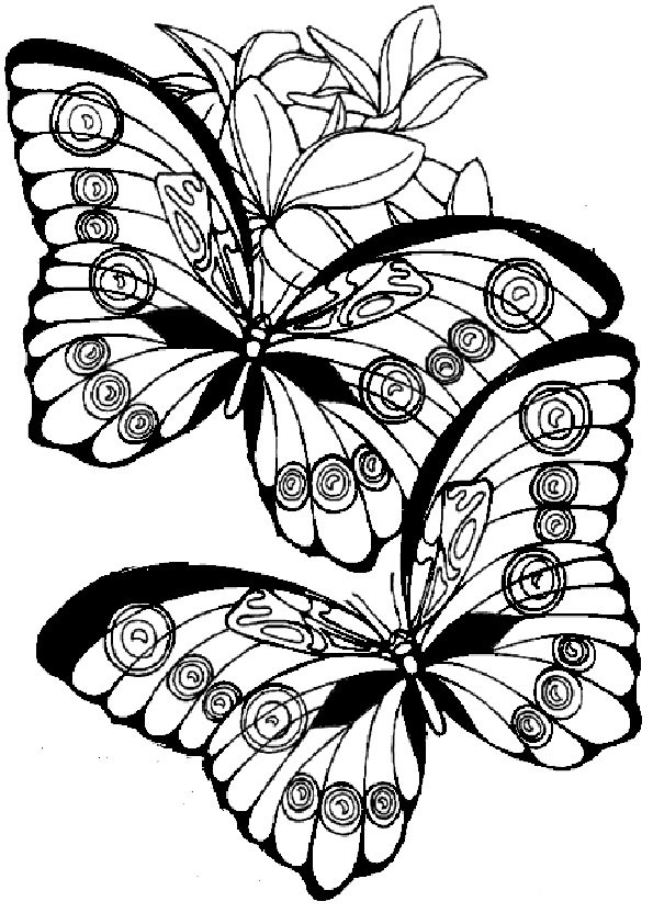 Ausmalbilder Blumen Und Schmetterlinge
 Ausmalbilder Schmetterling 16