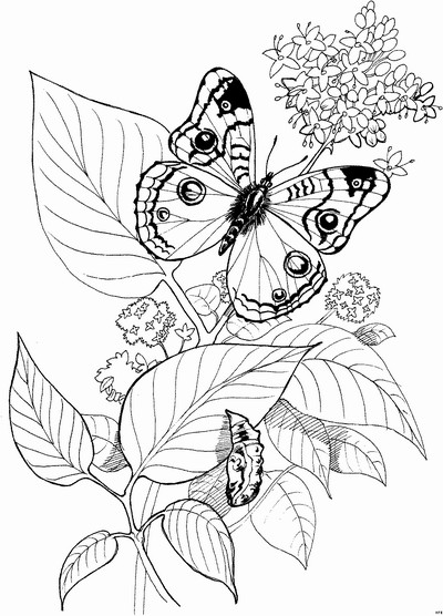 Ausmalbilder Blumen Und Schmetterlinge
 Schmetterling Und Raupe Ausmalbild & Malvorlage