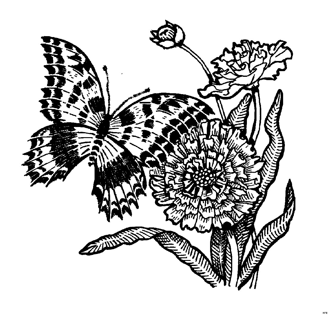 Ausmalbilder Blumen Und Schmetterlinge
 Schmetterling Blumen Ausmalbild & Malvorlage Tiere