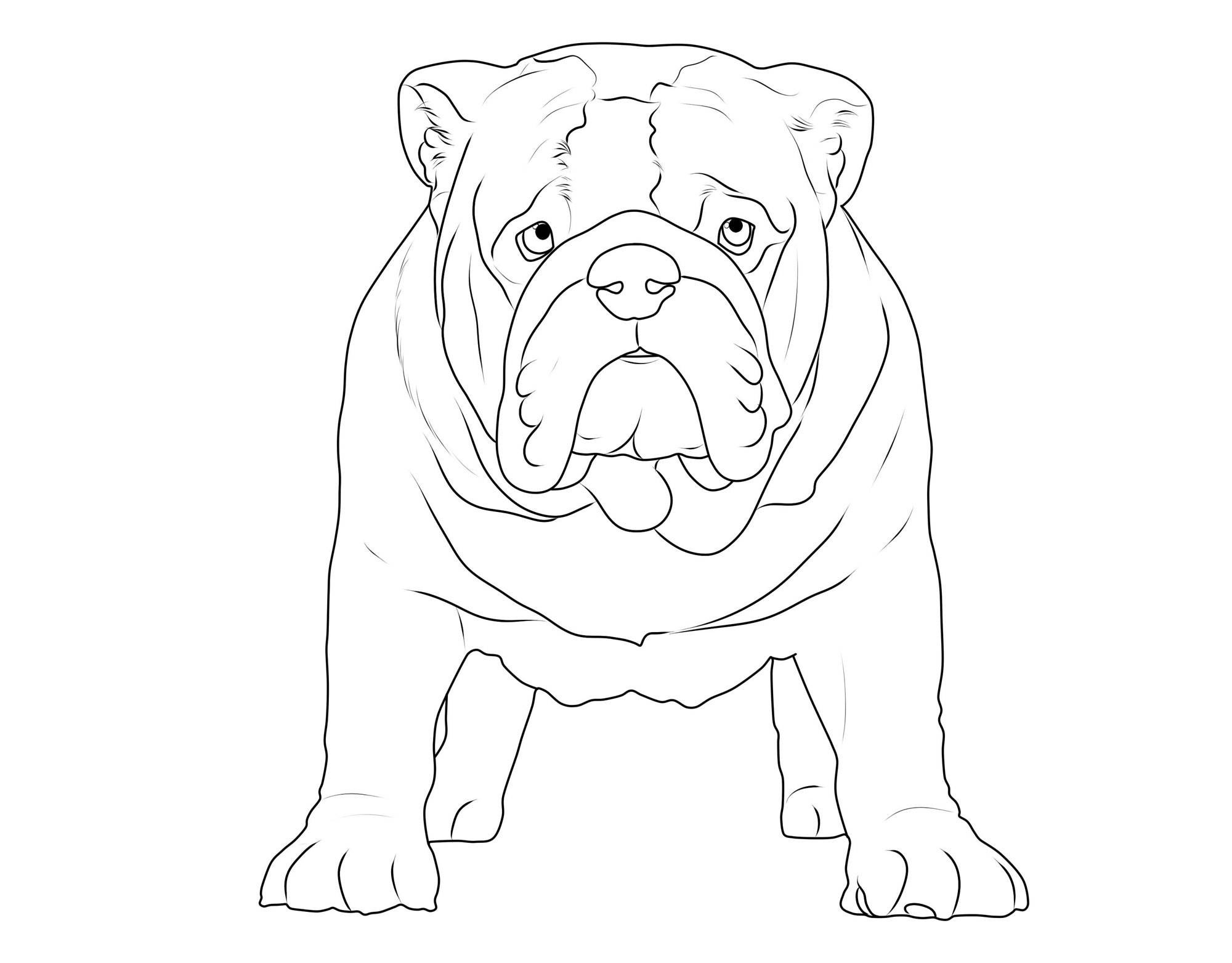 Ausmalbilder Bulldog
 Ausmalbild Hunde Englische Bulldogge kostenlos ausdrucken
