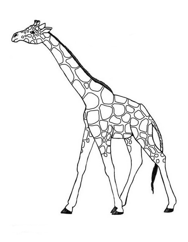 Ausmalbilder Giraffe
 Colorare Per Insegnante disegno Giraffa africana