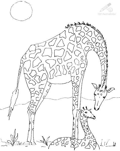 Ausmalbilder Giraffe
 Ausmalbild Giraffe