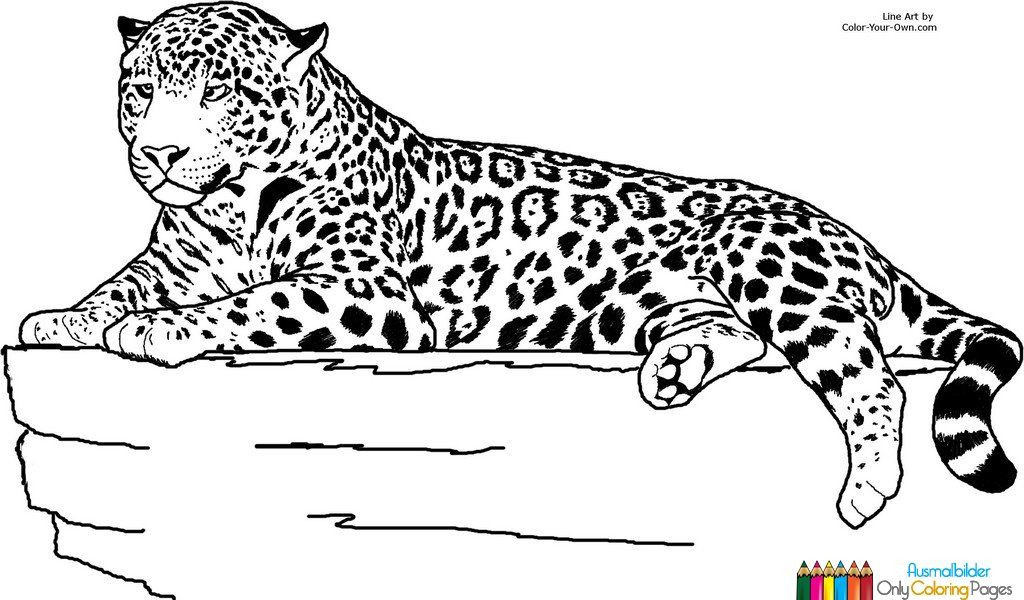 Ausmalbilder Jaguar
 ausmalbilder jaguar tier ausmalbilder