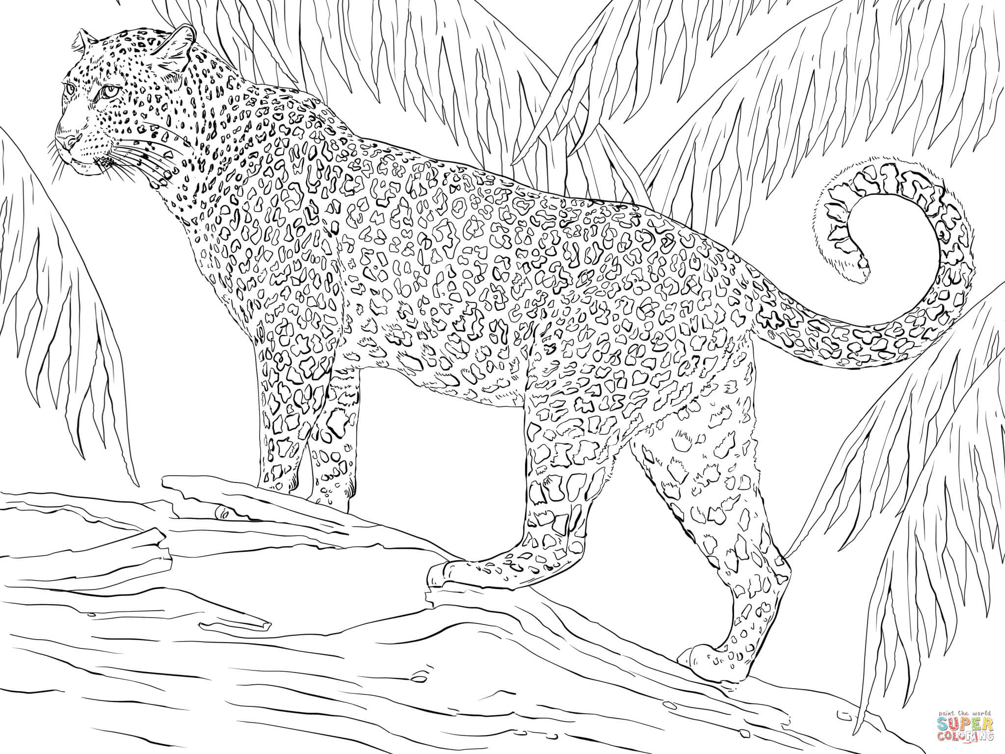 Ausmalbilder Jaguar
 Jaguar coloring page