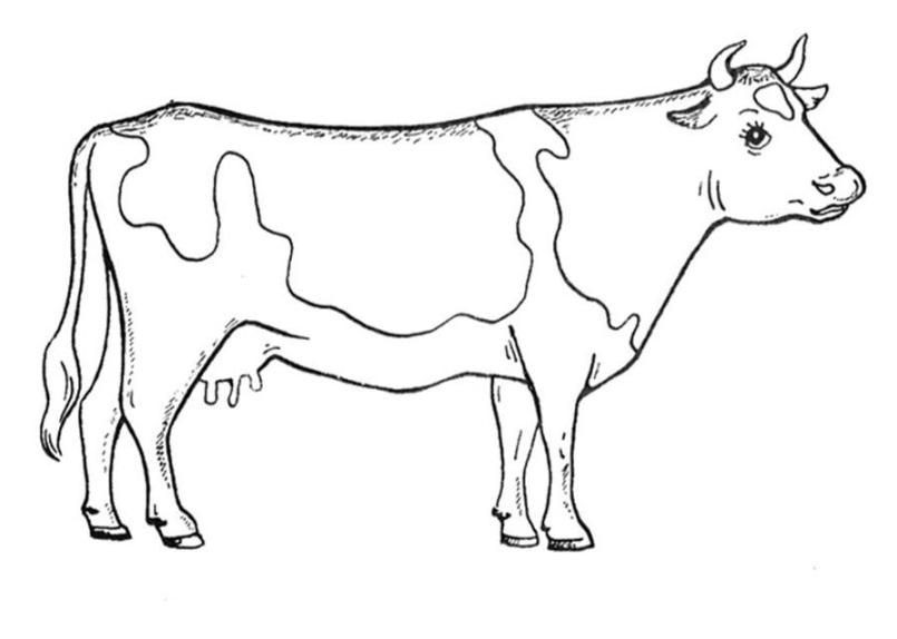 Ausmalbilder Kuh
 kuh ausmalbild – Ausmalbilder für kinder