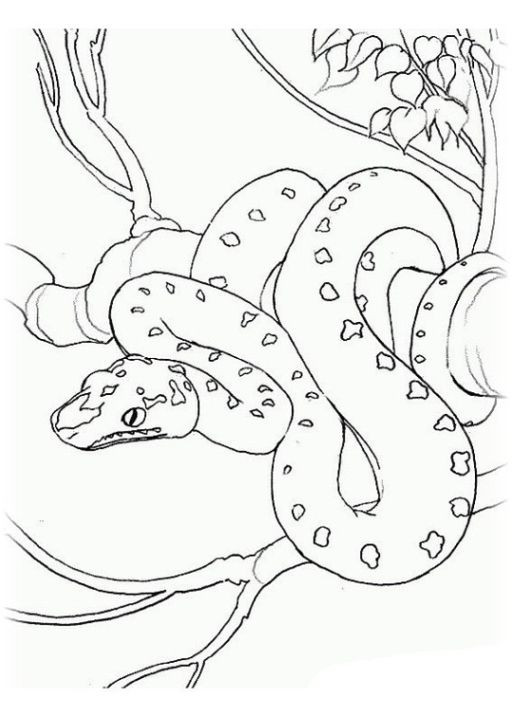 Ausmalbilder Schlange
 Malvorlagen Schlange kostenlos 2 coloring 6
