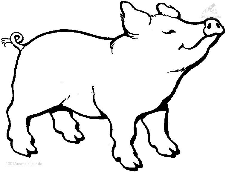 Ausmalbilder Schwein
 Ausmalbild Schwein