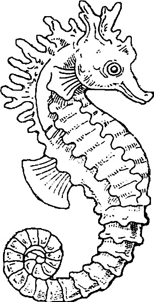 Ausmalbilder Seepferdchen
 Seepferdchen