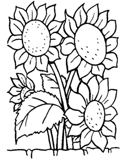 Ausmalbilder Sonnenblume
 Malvorlagen zum Ausmalen Ausmalbilder Sonnenblume gratis 1
