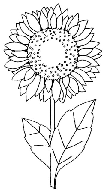 Ausmalbilder Sonnenblume
 Schöne Ausmalbilder Malvorlagen Sonnenblume ausdrucken 1