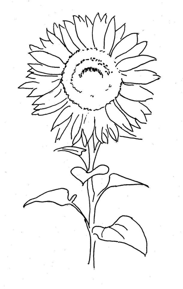 Ausmalbilder Sonnenblume
 Sonnenblume – Lernzentrum am Killesberg