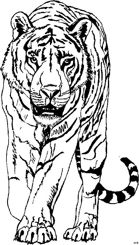 Ausmalbilder Tiger
 Tiger Von Vorne 2 Ausmalbild & Malvorlage Tiere