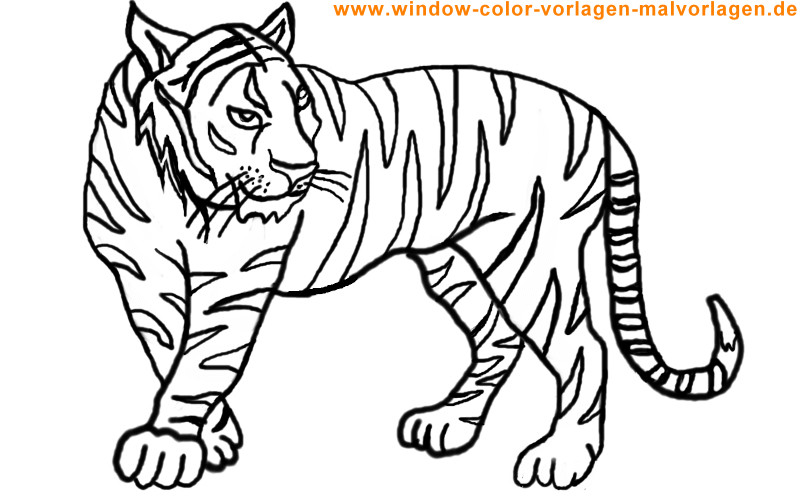 Ausmalbilder Tiger
 MALVORLAGEN TIGER