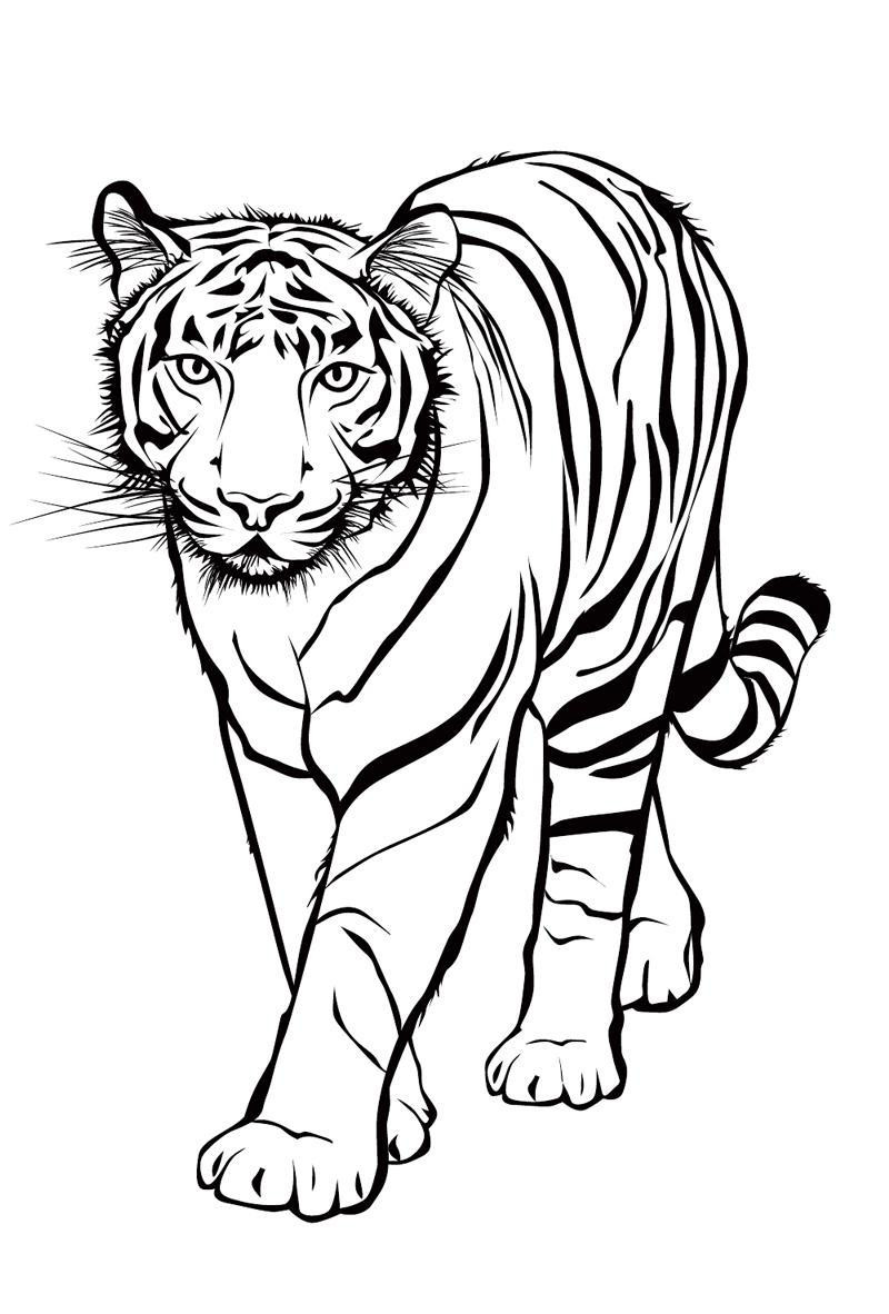 Ausmalbilder Tiger
 ausmalbilder Tiere Tigers Tiger Ausdrucken Ausmalbilder