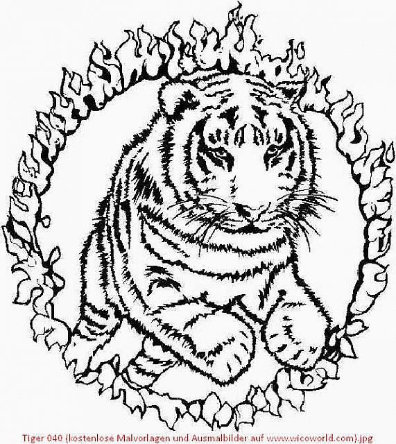 Ausmalbilder Tiger
 Tiger 040 kostenlose Malvorlagen und Ausmalbilder auf