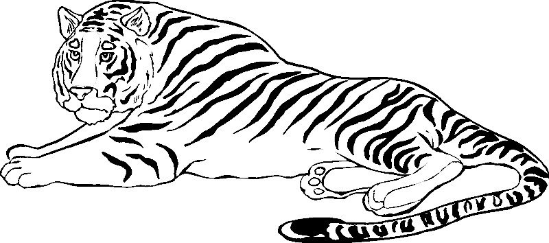 Ausmalbilder Tiger
 ausmalbilder tiger und löwen 1Ausmalbilder