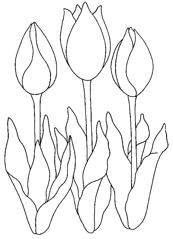 Ausmalbilder Tulpen
 Ausmalbilder Malvorlagen von Tulpen kostenlos zum