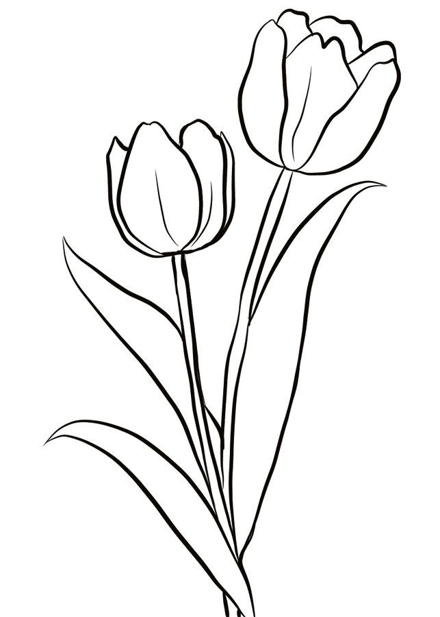 Ausmalbilder Tulpen
 Ausmalbilder Ausmalbilder Tulpen zum ausdrucken