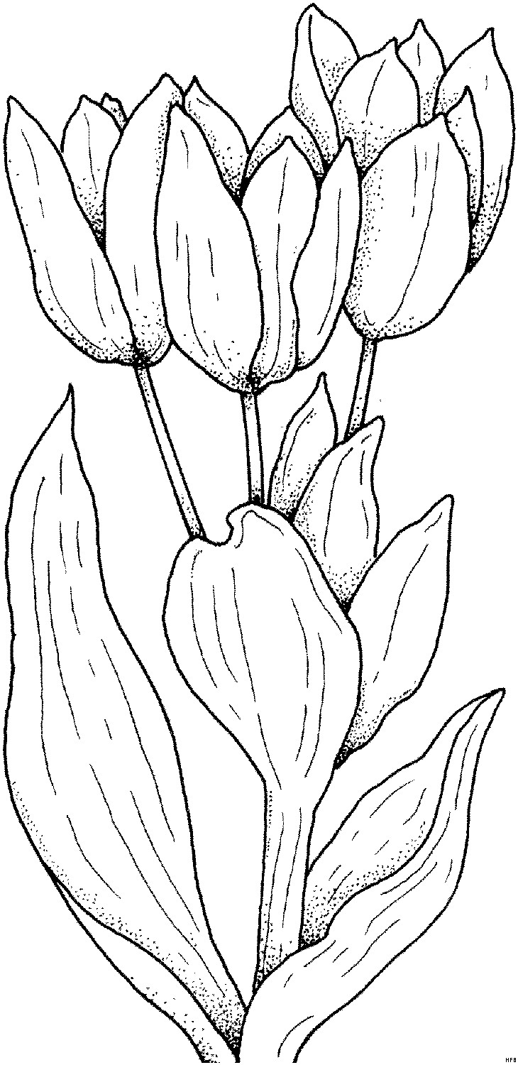 Ausmalbilder Tulpen
 Einfache Schoene Tulpen Ausmalbild & Malvorlage Blumen