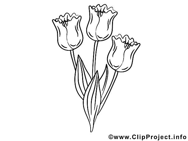 Ausmalbilder Tulpen
 Tulpen Ausmalbilder