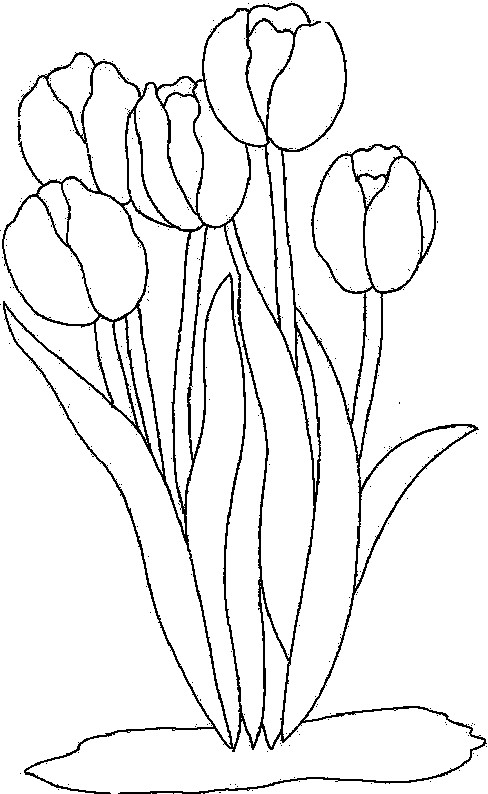 Ausmalbilder Tulpen
 Ausmalbilder Malvorlagen von Tulpen kostenlos zum