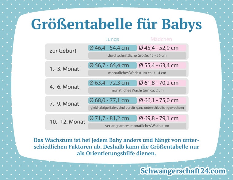 Babygrößen Tabelle
 Entwicklung Schwangerschaft24