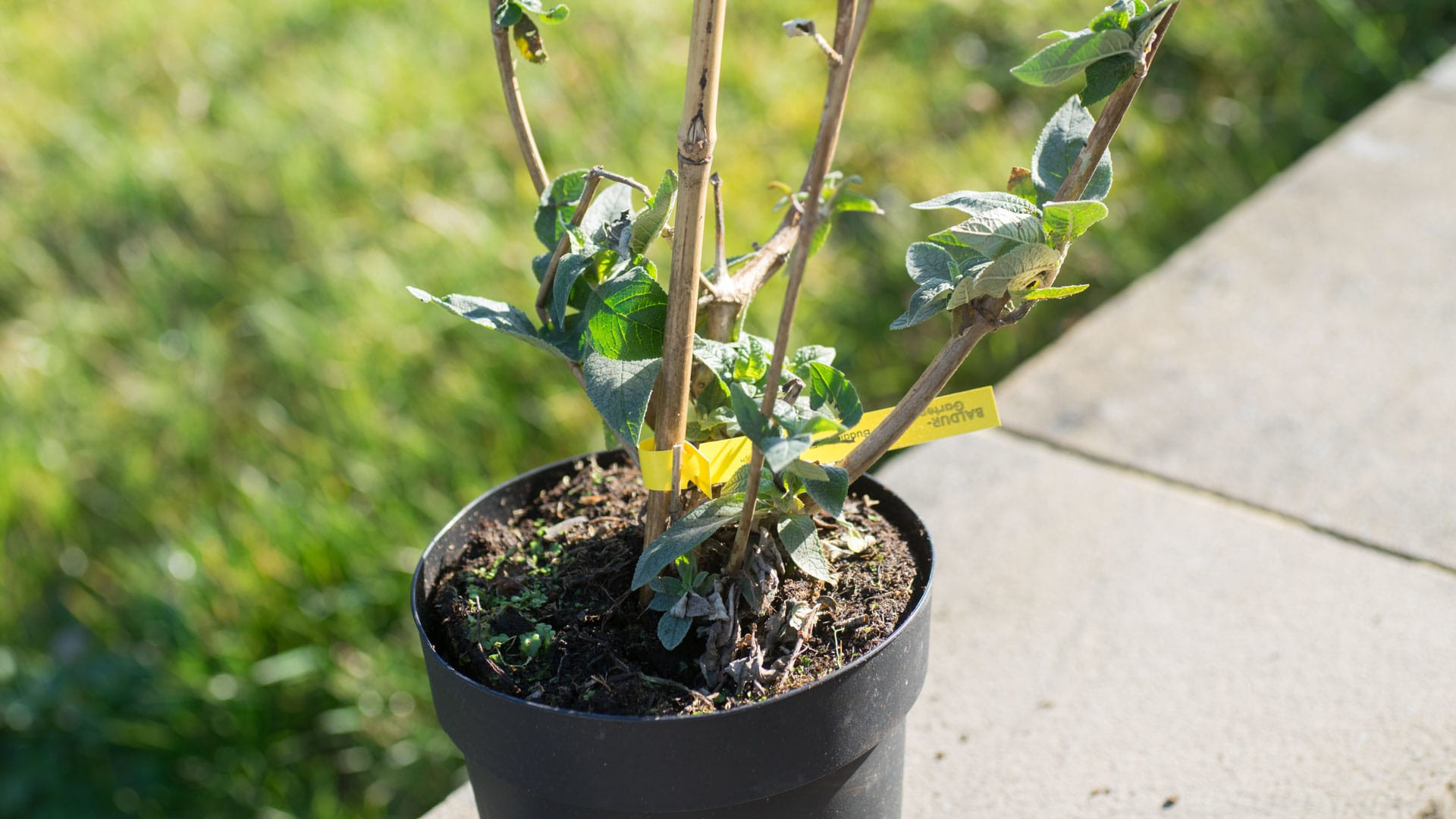 Baldur Garten
 Erfahrungsbericht mit dem BALDUR Garten Versand Anfang