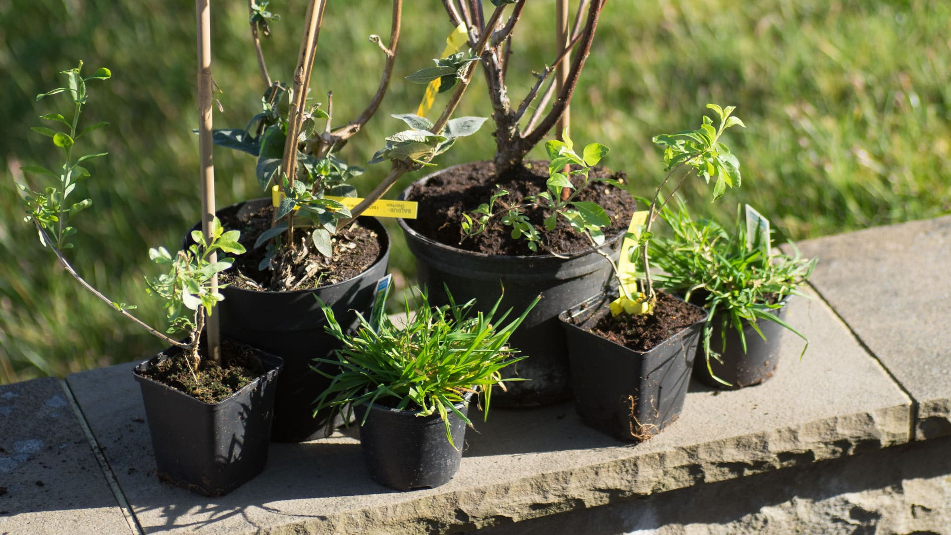 Baldur Garten
 Erfahrungsbericht mit dem BALDUR Garten Versand Anfang