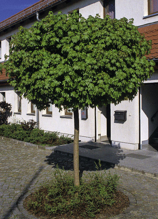 Baum Für Garten
 Bäume aus der Baumschule – Baumschule Salzburg