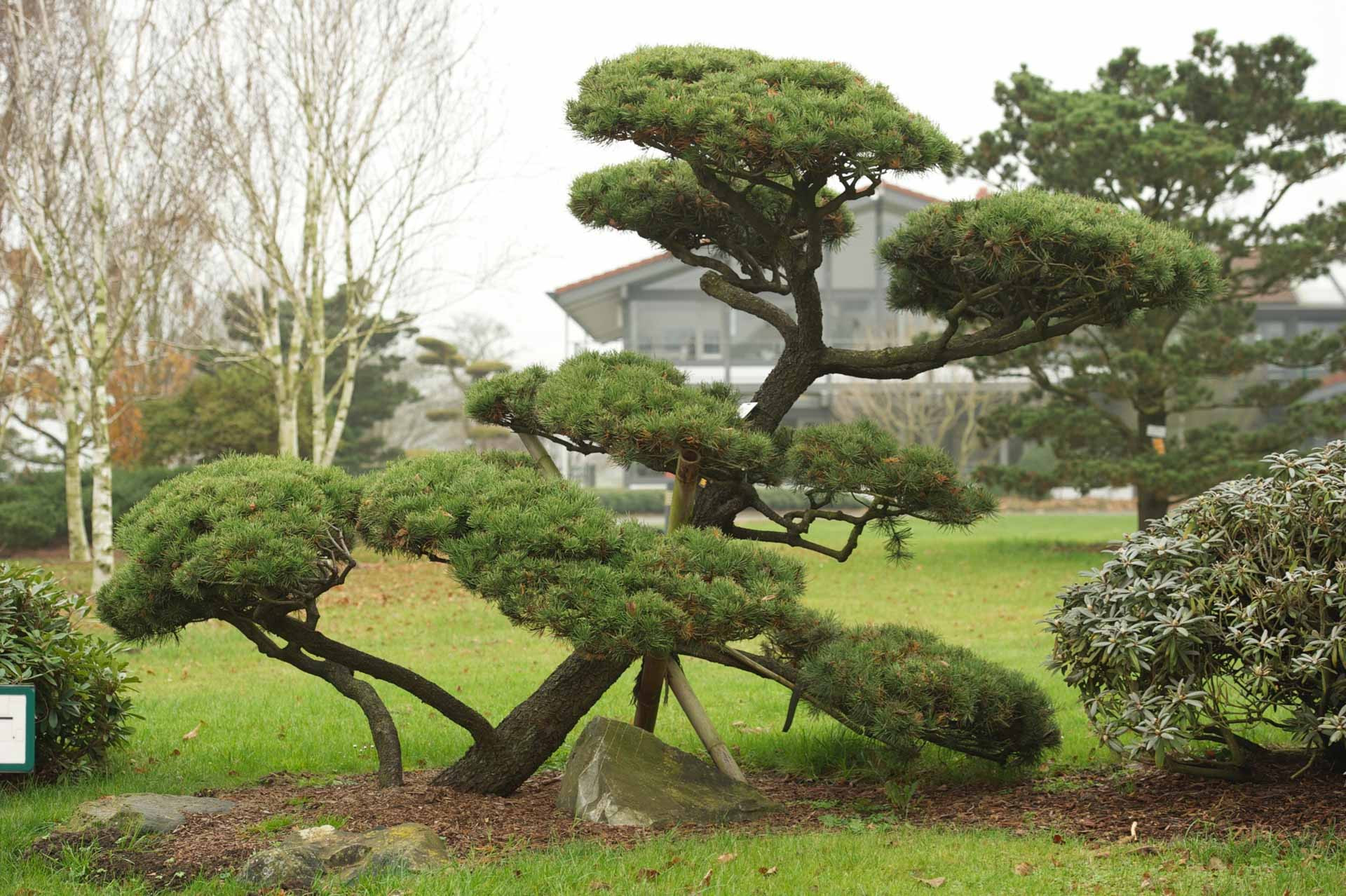 Baum Für Garten
 Exklusive Bäume Einzelstücke exklusiv und einzigartig