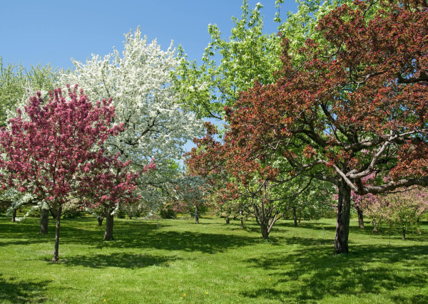 Baum Für Garten
 Die schönsten Bäume für den eigenen Garten