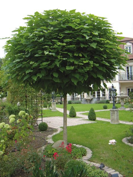 Baum Für Garten
 Kugel Trompetenbaum der schönste Baum für den Vorgarten