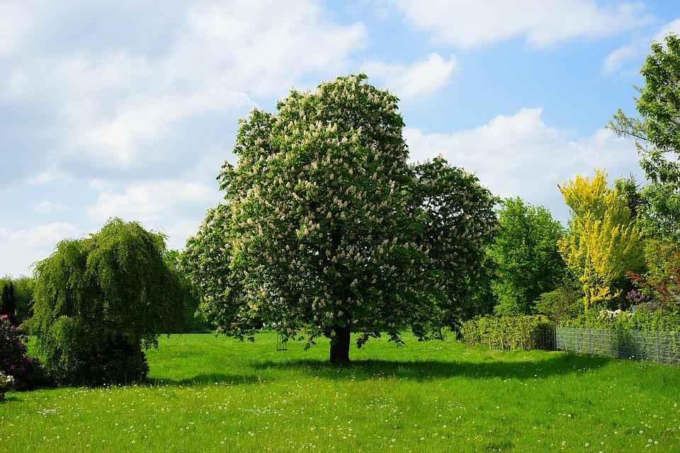 Baum Für Garten
 Welcher Baum passt in Ihren Garten Mein Eigenheim