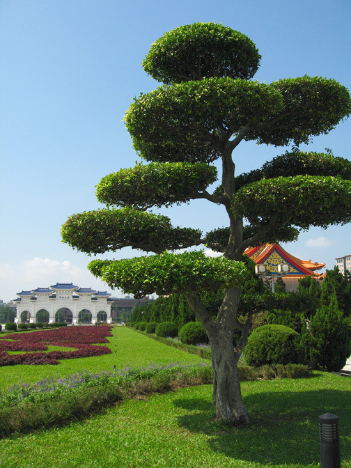 Baum Für Garten
 baum pudel in taipei Architektur Natur