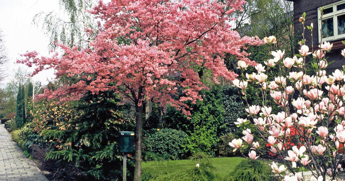 Baum Für Garten
 Hausbäume für kleine Gärten Mein schöner Garten