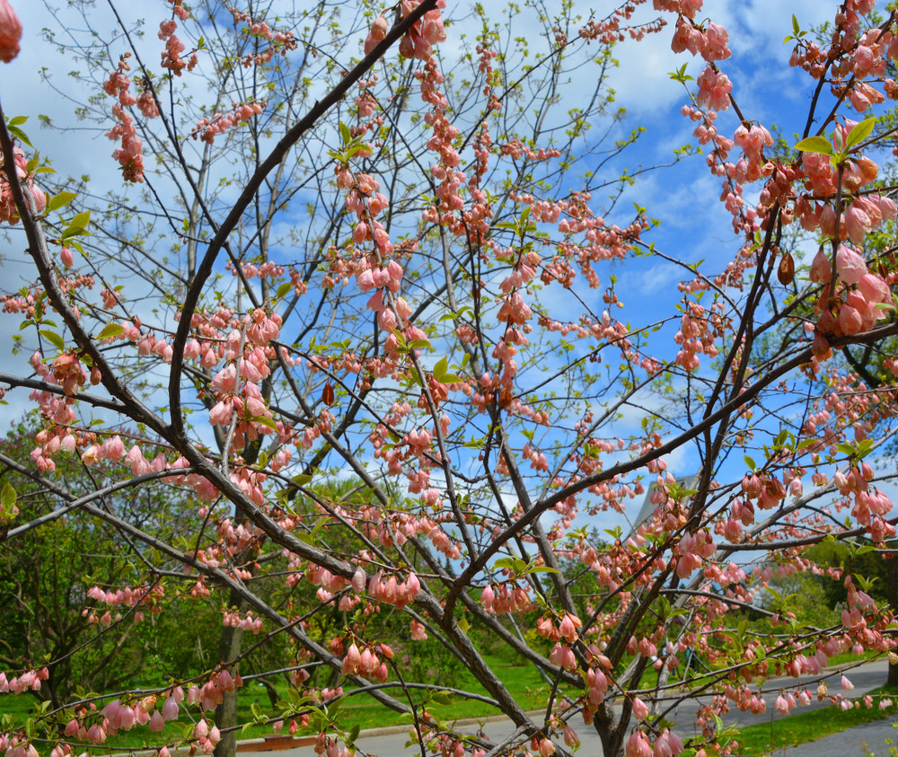 Baum Für Garten
 Baum für den Garten Eine Auswahl der schönsten Sorten