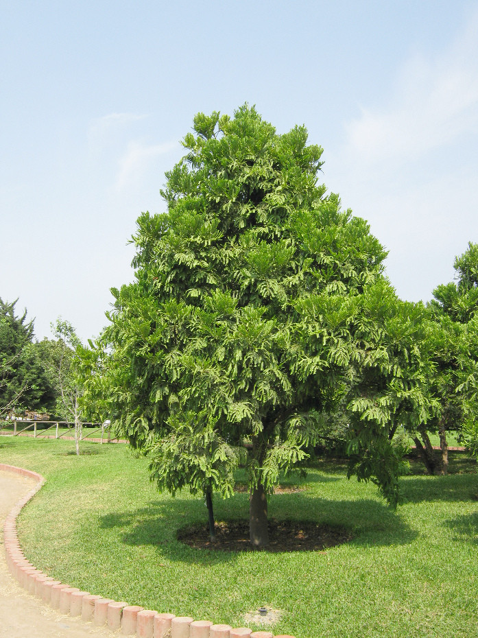 Baum Für Garten
 Baum Für Garten – Home Image Ideen