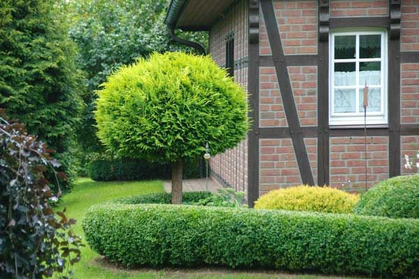 Baum Für Garten
 Kleine Bäume mit runder Krone ideal für kleine Gärten