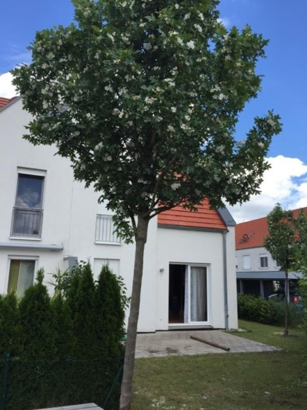 Baum Für Garten
 Baum für Garten Zierapfel Hochstamm 3 5m in Stein