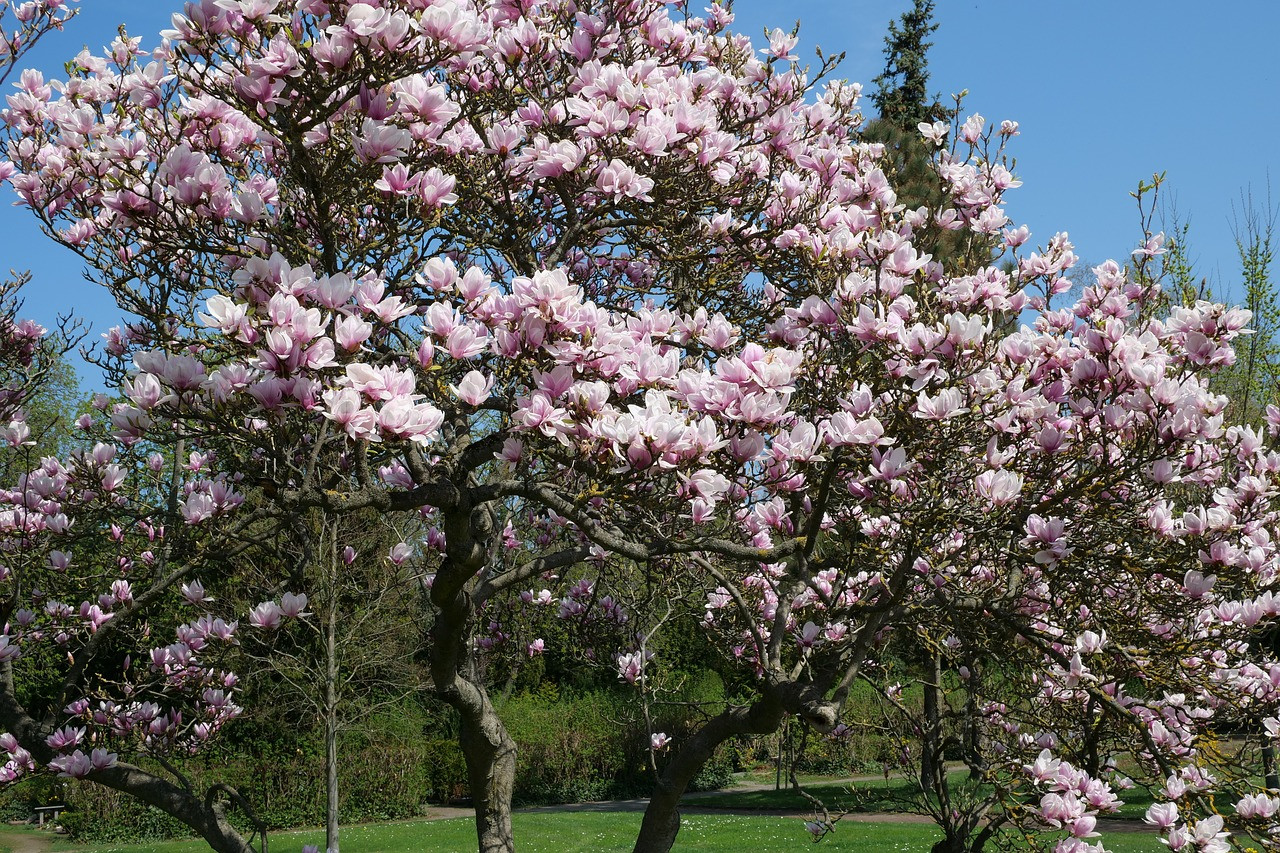 Baum Für Garten
 Welcher Baum passt in Ihren Garten Mein Eigenheim